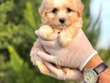 Sağlık Garantili Maltipoo Yavrular