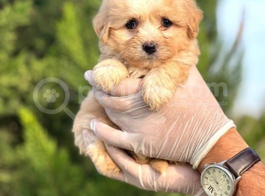 Sağlık Garantili Maltipoo Yavrular görsel