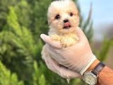 Sağlık Garantili Maltipoo Yavrular