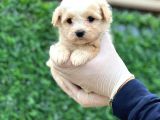 Sağlık Garantili Maltipoo Yavrular