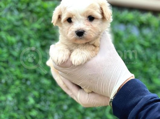 Sağlık Garantili Maltipoo Yavrular görsel