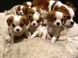 Safkan Cavalier King Charles Yavrular