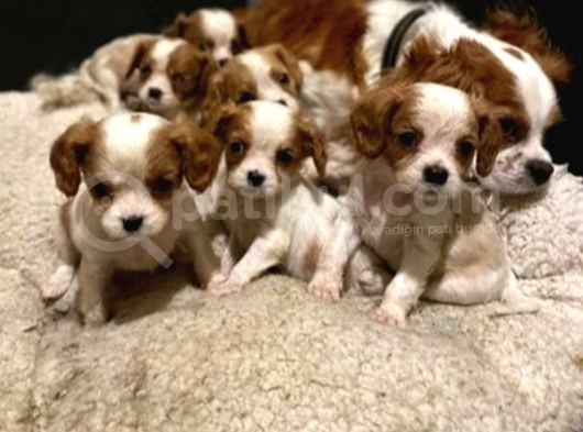 Safkan Cavalier King Charles Yavrular