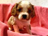 Safkan Cavalier King Charles Yavrular