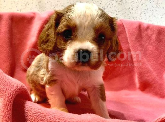 Safkan Cavalier King Charles Yavrular görsel
