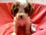 Safkan Cavalier King Charles Yavrular