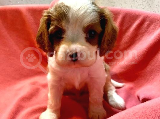 Safkan Cavalier King Charles Yavrular görsel