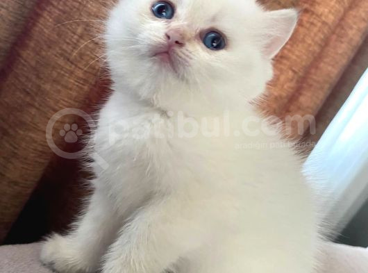 Üst Kali̇te Bri̇ti̇sh Bebekler