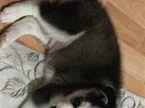 2 Aylık Ilk Aşıları Yapılmış Yavru Huskymiz
