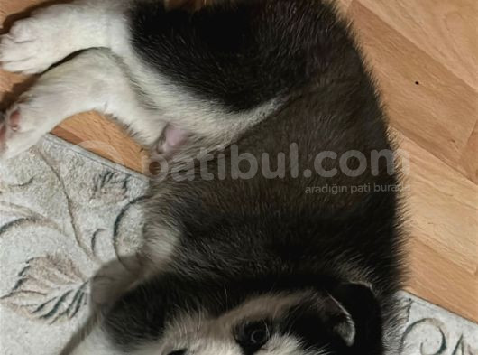 2 Aylık Ilk Aşıları Yapılmış Yavru Huskymiz görsel