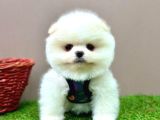 POMERANIAN AYICIK SURAT BEBEKLER