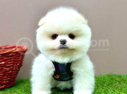 Pomeranian Ayicik Surat Bebekler