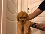 2 Aylık Maltipoo