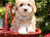 Mini Tüy Dökmeyen Maltipoo