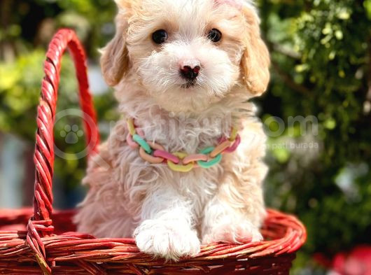 Mini Tüy Dökmeyen Maltipoo görsel