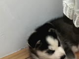 2 Aylık Ilk Aşıları Yapılmış Yavru Huskymiz