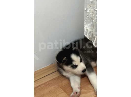 2 Aylık Ilk Aşıları Yapılmış Yavru Huskymiz görsel
