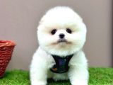 Pomeranian Ayicik Surat Bebekler