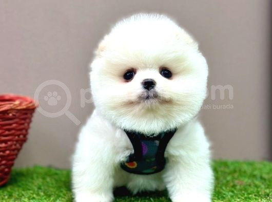 Pomeranian Ayicik Surat Bebekler görsel