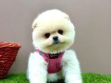 Pomeranian Ayicik Surat Bebekler