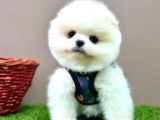 Pomeranian Ayicik Surat Bebekler