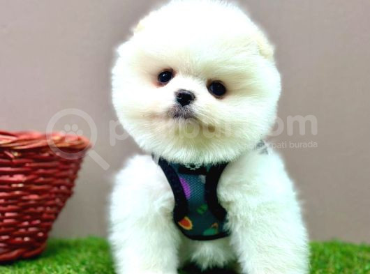 Pomeranian Ayicik Surat Bebekler görsel