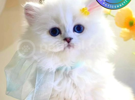 Silver British Longhair