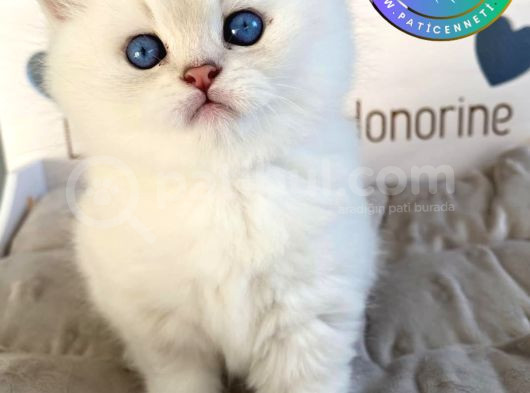 Beyazı Parlayan Silver British Shorthair Ns113 Yavrumuz