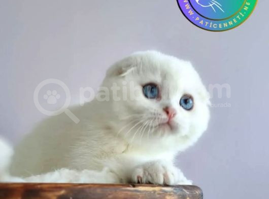 Top Surat Silver Scottish Fold Shorthair Yavrumuz görsel