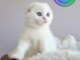 Top Surat Silver Scottish Fold Shorthair yavrumuz