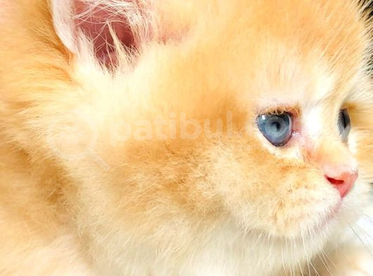 A Kalite Bri̇ti̇sh Shorthai̇r Golden  Yavrular görsel