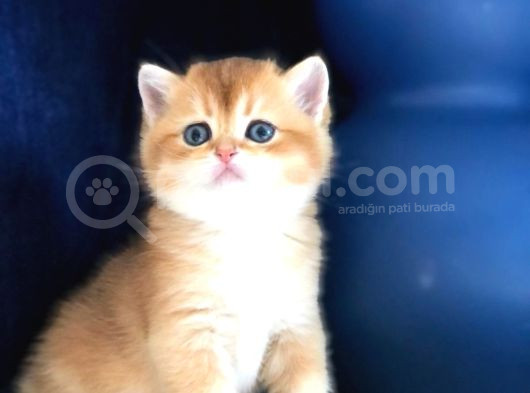 A Kalite Bri̇ti̇sh Shorthai̇r Golden  Yavrular