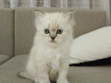 MÜKEMMEL YAVRU KEDİLERİMİZ