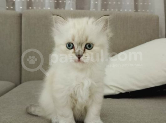 Mükemmel Yavru Kedi̇leri̇mi̇z görsel