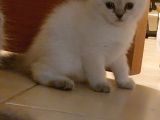 Mükemmel Yavru Kedi̇leri̇mi̇z