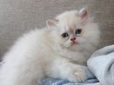Mükemmel Yavru Kedi̇leri̇mi̇z