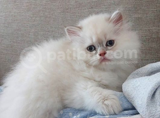 Mükemmel Yavru Kedi̇leri̇mi̇z görsel