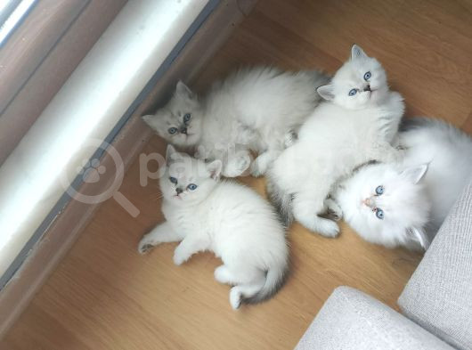 Mükemmel Yavru Kedi̇leri̇mi̇z