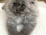 2 Aylik Yavru Kedi̇