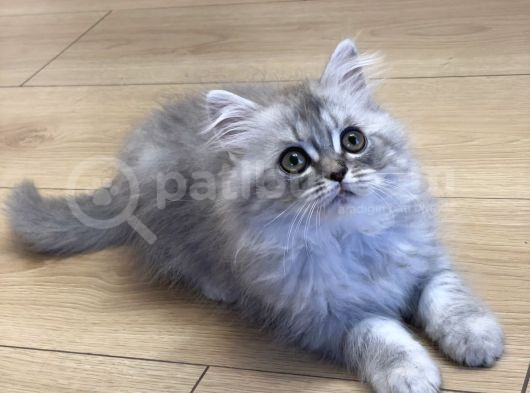 2 Aylik Yavru Kedi̇ görsel