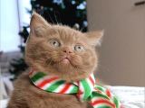 Popstar Chocolate British Shorthair yavrumuz