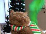Popstar Chocolate British Shorthair Yavrumuz