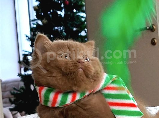 Popstar Chocolate British Shorthair Yavrumuz görsel