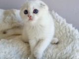 Top Surat Silver Scottish Fold Shorthair Yavrumuz