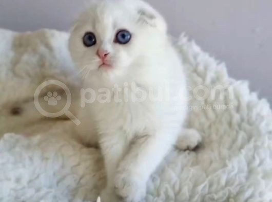 Top Surat Silver Scottish Fold Shorthair Yavrumuz görsel