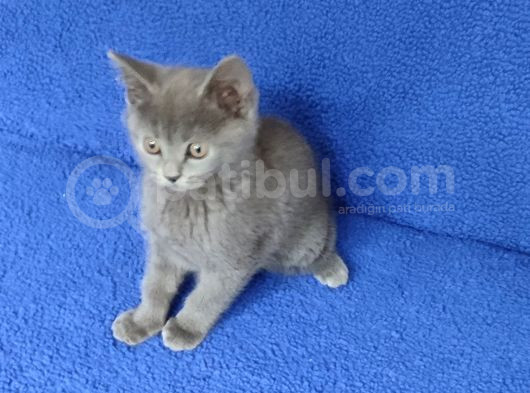Kaçmaz Bi̇r Gri̇ Ponçi̇k Degerlendi̇ri̇n görsel