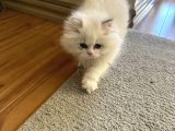 British Longhair Beyaz