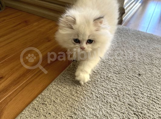 British Longhair Beyaz görsel