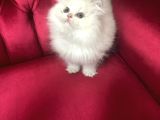 British Longhair Beyaz