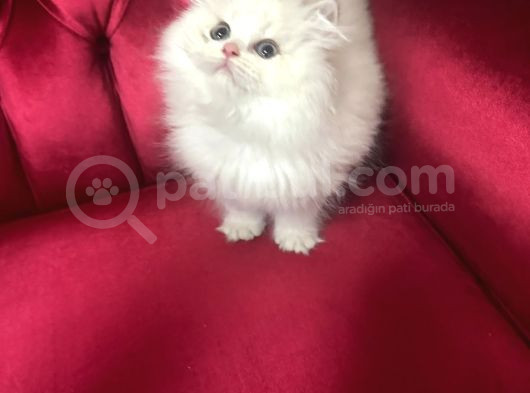 British Longhair Beyaz görsel